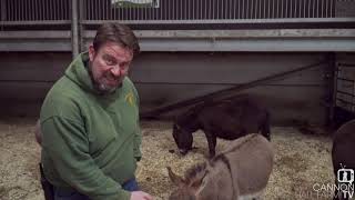 All about miniature donkeys  Cannon Hall Farm [upl. by Atekihc]