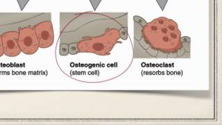 Bone Cells [upl. by Anaibib]