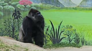 San Diego Zoo Gorillas [upl. by Laerol792]