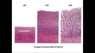 SVT 2nde  structure histologique de lutérus [upl. by Wolk589]