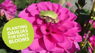 How to plant dahlias early  The Impatient Gardener [upl. by Neerom]