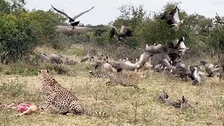 Birds outgun Big Cats [upl. by Nilved306]