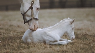 Rare White Foal a Patchen Wilkes Specialty [upl. by Krenn]