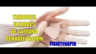 ROTURA DE TENDONES FLEXORES  Fisioterapia  Rehabilitación [upl. by Ikaz]