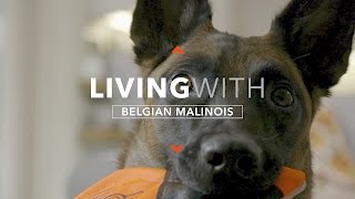 ALL ABOUT LIVING WITH THE BELGIAN MALINOIS [upl. by Jeaz484]