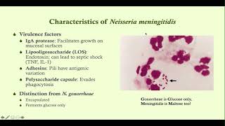 Neisseria meningitidis meningococcal meningitis  Microbiology Boot Camp [upl. by Akitan]