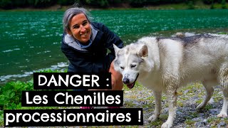 DANGER  Les Chenilles processionnaires [upl. by Newmann196]