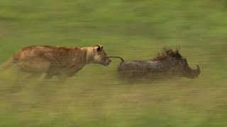 Mother Lioness Hunts Warthog  BBC Earth [upl. by Willie]