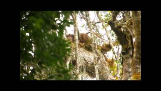 fossa matingwmv [upl. by Wilone]