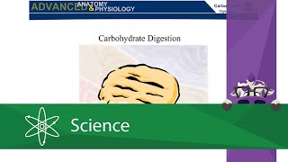 Carbohydrate Digestion [upl. by Florie900]