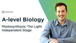 Photosynthesis The Light Independent Stage  Alevel Biology  OCR AQA Edexcel [upl. by Welcy856]