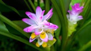 Turmeric Flowers are STUNNING We Grow A Whole Spectrum of Curcuma Varieties [upl. by Fidelis]