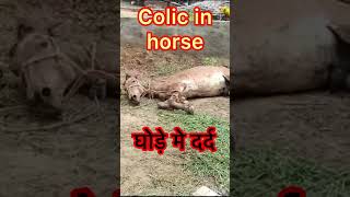 Colic in horse l dr umar khan [upl. by Yattirb]