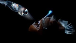 Deep Sea Bioluminescence Wonders [upl. by Corrinne]