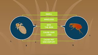 Fleas vs Lice What’s the Difference [upl. by Wash689]