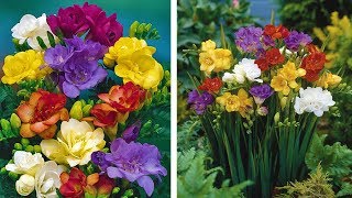 How to Grow Freesias Summer Garden Guide [upl. by Ydospahr]