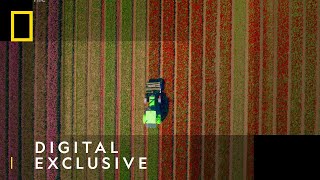 Tulip Farm Timelapse in Netherlands  Europe From Above  National Geographic UK [upl. by Cordi]