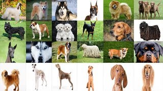 Köpek Cinsleri – 217 FARKLI KÖPEK TÜRÜ [upl. by Yraunaj306]