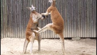 Kangaroos Fighting Kangaroo Battles [upl. by Eachelle774]