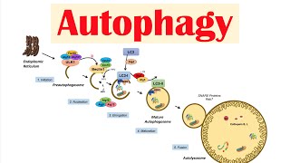 Autophagy  Macroautophagy amp Importance in Health [upl. by Angle467]