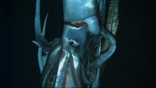 Discovering the Giant Squid  Curiosity [upl. by Dwayne528]