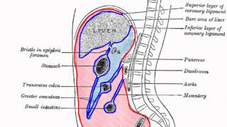 Peritoneal Cavity  Part 1  Anatomy Tutorial [upl. by Fredericka716]