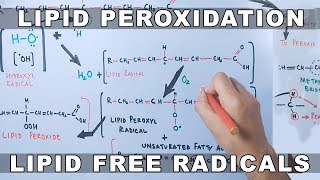 Mechanism of Lipid Peroxidation [upl. by Nyrem]