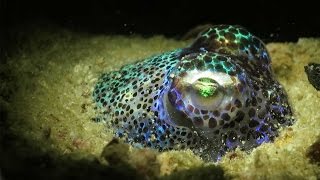 Adorable Bobtail Squid Buries Itself In The Sand [upl. by Oidale]