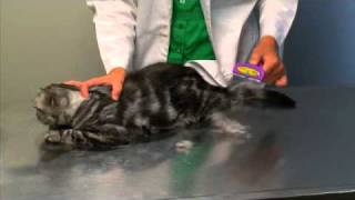 FURminator deShedding Tool for Cats [upl. by Adnicul920]