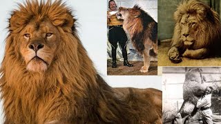 Interesting Facts and Information About Barbary Lion [upl. by Annahsohs306]