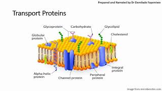 Chapter 41 Cell Membranes and Transport Phospholipids and Cell Signaling [upl. by Hsemar]