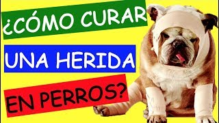 Como Curar o Cicatrizar una Herida Infectada En Perros [upl. by Lewellen]