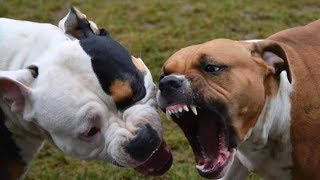 PIT BULL vs ROTTWEILER Real Fight 2017 [upl. by Riddle]