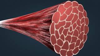 Der Aufbau des Muskels [upl. by Apostles]