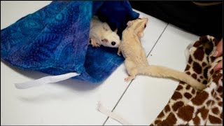 How to Introduce Sugar Gliders [upl. by Kym918]