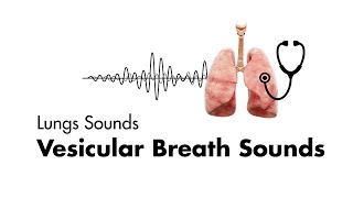 Vesicular Breath Sounds  Normal Lung Sounds  MEDZCOOL [upl. by Derte]