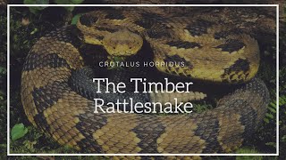 Crotalus Horridus The Timber Rattlesnake Episode 2 [upl. by Aznarepse]