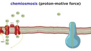 Cellular Respiration Part 3 The Electron Transport Chain and Oxidative Phosphorylation [upl. by Nnaeinahpets949]