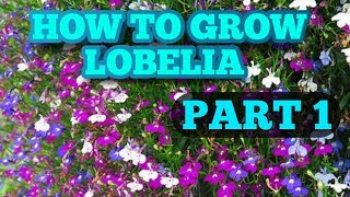 How to grow Lobelia from seed Part 1 [upl. by Yllitnahc520]