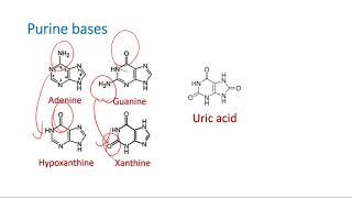 Structure of Purine and Pyrimidine Bases [upl. by Yleek898]