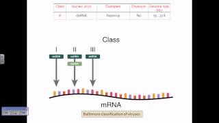 Baltimore classification of viruses [upl. by Waldo]