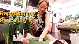 How do I revive my Peace Lily plant [upl. by Drwde]