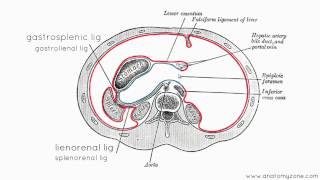 Peritoneal Cavity  Part 3  Anatomy Tutorial [upl. by Anikas630]