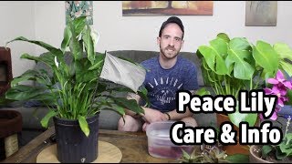 How to Care for a Peace Lily Spathiphyllum [upl. by Enyawd]