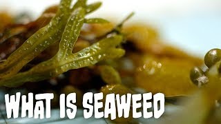 What is seaweed  Seaweed Part 1 [upl. by Acireed190]