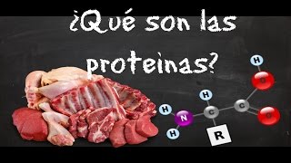 ¿Qué son las Proteinas [upl. by Veator]