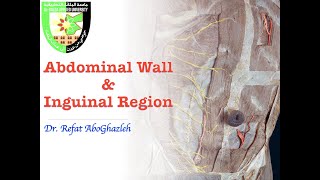 Abdominal Wall and Inguinal Region [upl. by Bullock]