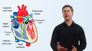 The Cardiovascular System An Overview [upl. by Vanhomrigh]