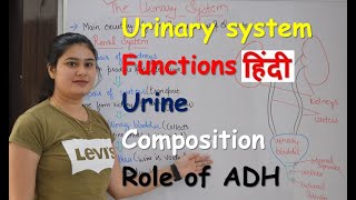 Urinary system in Hindi  urine composition  functions  organs  Rajneet medical education [upl. by Lehcar]