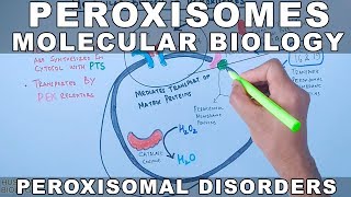 Molecular Biology of Peroxisomes  Peroxisomal Disorders [upl. by Neoma]